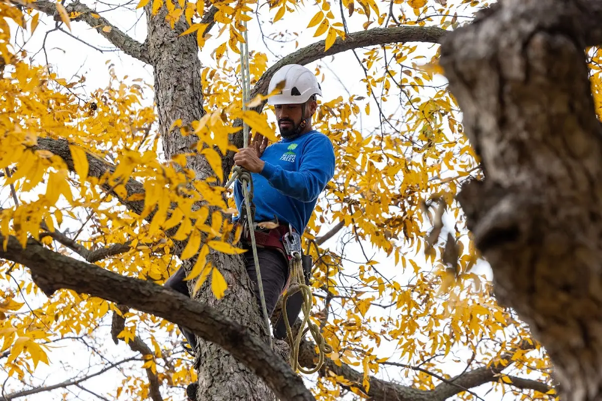 Skilled Tree Planing crew working in Grover